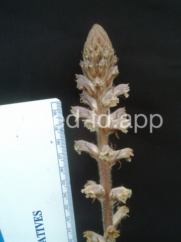 broomrape, small
